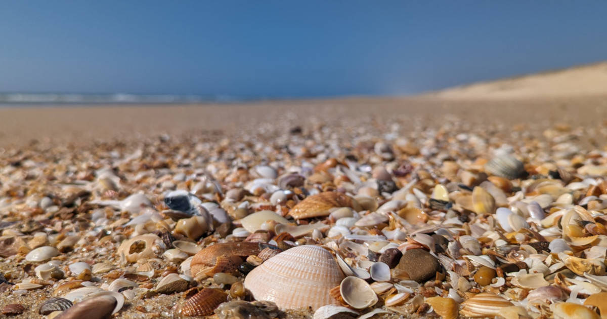 Close-up of seashells on a beach © Markus de Koster 2024